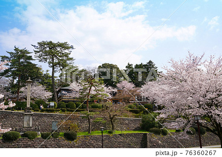 兼六園 桜 茶屋街 春の風景 兼六園 桜 茶屋街 春の風景 76360267
