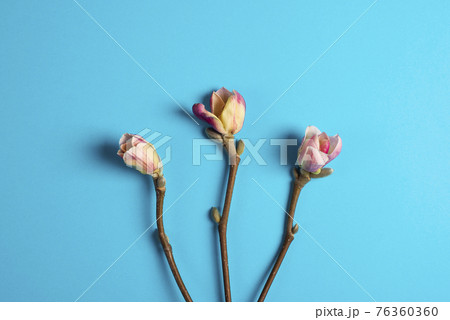 Three beautiful branches of white and pink magnolia flower isolated on blue background, copy space, top view, flat lay. Spring flowers. Banner 76360360