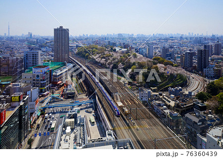 飛鳥山の満開のソメイヨシノと山形新幹線　スカイツリー 76360439