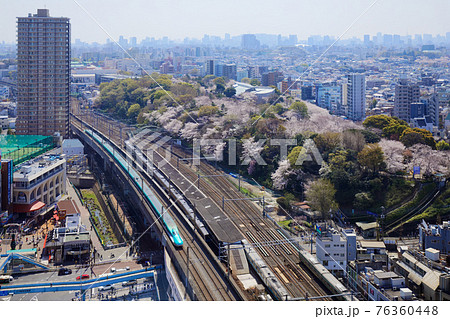 飛鳥山の満開のソメイヨシノと東北新幹線 飛鳥山の満開のソメイヨシノと東北新幹線 76360448