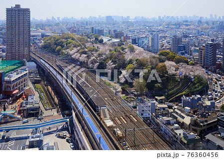 飛鳥山の満開のソメイヨシノと北陸新幹線 飛鳥山の満開のソメイヨシノと北陸新幹線 76360456