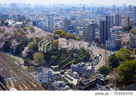 飛鳥山の満開のソメイヨシノとアスカルゴ　都電　 76360458