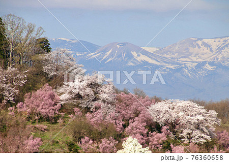 花見山・桜・吾妻山（福島県・福島市） 76360658