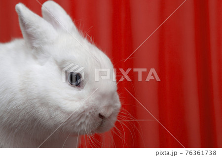 image of rabbit red background image of rabbit red background 76361738