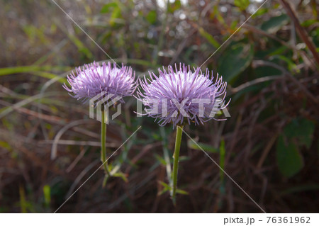 2 Dec 2006 the landscape of the High Junk Peak, hk 2 Dec 2006 the landscape of the High Junk Peak, hk 76361962