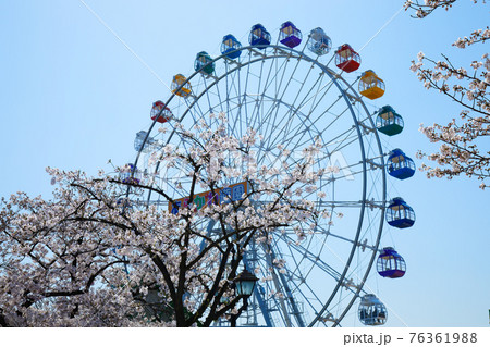 あらかわ遊園の試運転中の新観覧車と満開の桜 あらかわ遊園の試運転中の新観覧車と満開の桜 76361988
