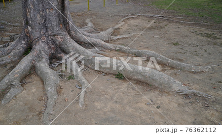 公園の桜の根っこ 公園の桜の根っこ 76362112