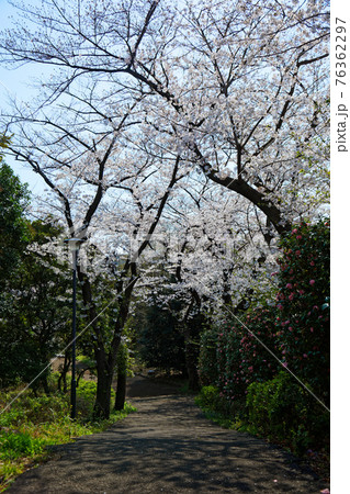 音無しさくら緑地の満開のソメイヨシノとピンク色の椿の花 音無しさくら緑地の満開のソメイヨシノとピンク色の椿の花 76362297
