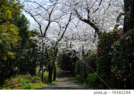音無しさくら緑地の満開のソメイヨシノとピンク色の椿の花 76362298