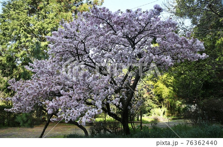 三瀬峠の一本桜 76362440