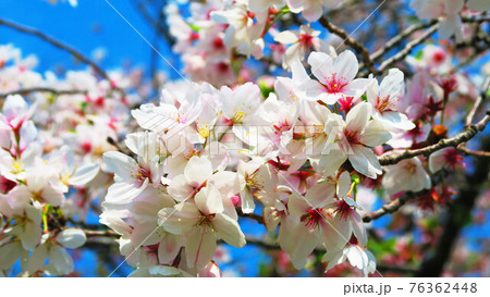 桜の花の風景（埼玉県川口市の三ツ和公園にて） 76362448