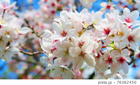 桜の花の風景(埼玉県川口市の三ツ和公園にて) 桜の花の風景(埼玉県川口市の三ツ和公園にて) 76362450