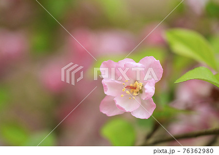 ピンクの花海棠(ハナカイドウ) ピンクの花海棠(ハナカイドウ) 76362980