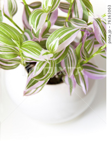 華やかな観葉植物 華やかな観葉植物 76363063