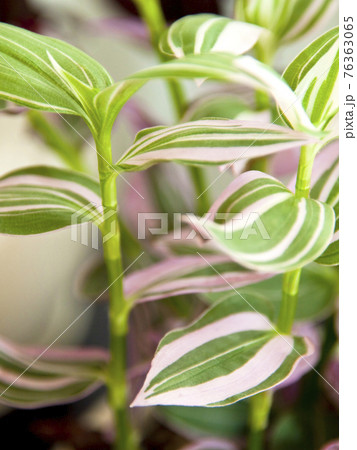 華やかな観葉植物 76363065