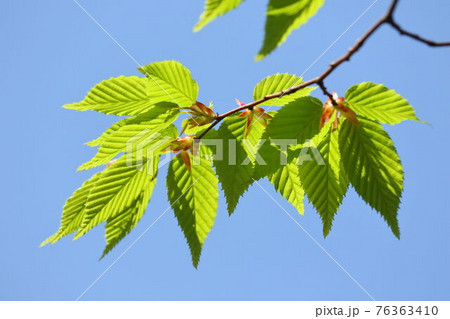 新緑エコイメージ（イヌシデの若葉） 76363410