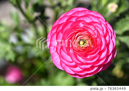 ラナンキュラス 76363449