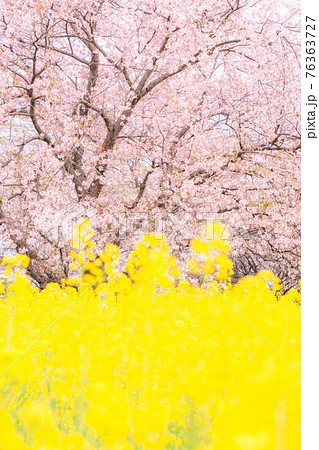 《埼玉県》満開の桜と菜の花・春の権現堂桜堤 《埼玉県》満開の桜と菜の花・春の権現堂桜堤 76363727