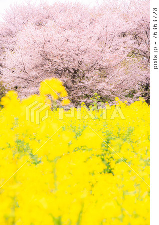 《埼玉県》満開の桜と菜の花・春の権現堂桜堤 《埼玉県》満開の桜と菜の花・春の権現堂桜堤 76363728