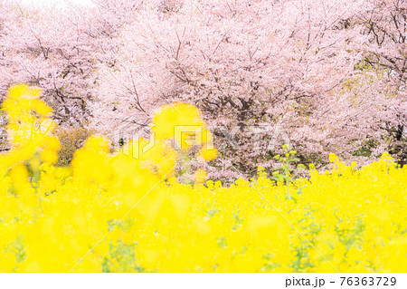 《埼玉県》満開の桜と菜の花・春の権現堂桜堤 76363729