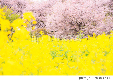 《埼玉県》満開の桜と菜の花・春の権現堂桜堤 《埼玉県》満開の桜と菜の花・春の権現堂桜堤 76363731