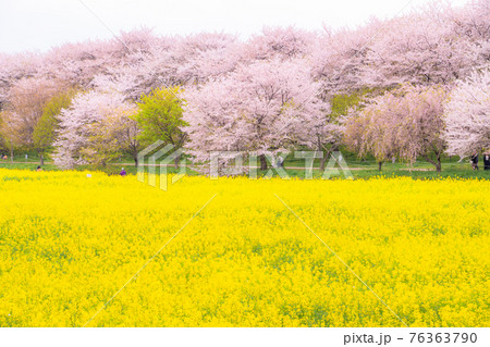 《埼玉県》満開の桜と菜の花・春の権現堂桜堤 《埼玉県》満開の桜と菜の花・春の権現堂桜堤 76363790