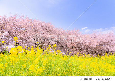 《埼玉県》満開の桜と菜の花・春の権現堂桜堤 76363821