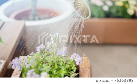 自宅のベランダでプランダーに水やりをしている女性 76363898