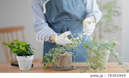 室内で観葉植物の手入れをしている男性 76363949