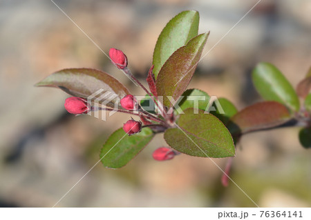 Crabapple Eleyi Crabapple Eleyi 76364141