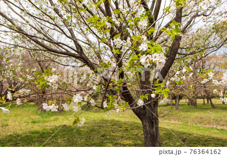 阿蘇高森から見える根子岳と咲く桜が美しい 76364162