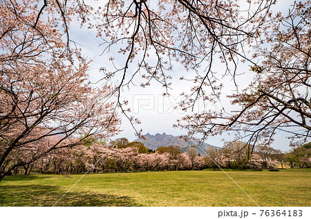 阿蘇高森から見える根子岳と咲く桜が美しい 76364183