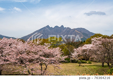 阿蘇高森から見える根子岳と咲く桜が美しい 阿蘇高森から見える根子岳と咲く桜が美しい 76364216