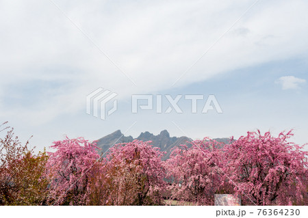 阿蘇高森から見える根子岳と咲く桜が美しい 76364230