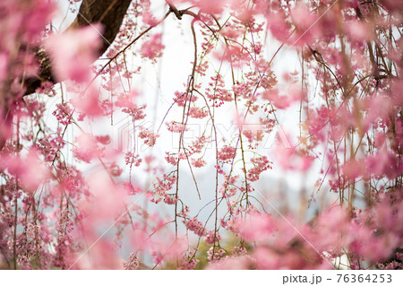阿蘇高森から見える根子岳と咲く桜が美しい 76364253