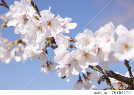桜の花　桜　春の訪れ　クローズアップ　2021年 76364270