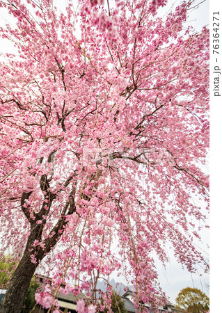 阿蘇高森から見える根子岳と咲く桜が美しい 76364271