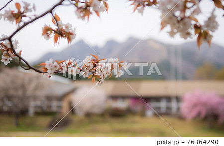 阿蘇高森から見える根子岳と咲く桜が美しい 76364290