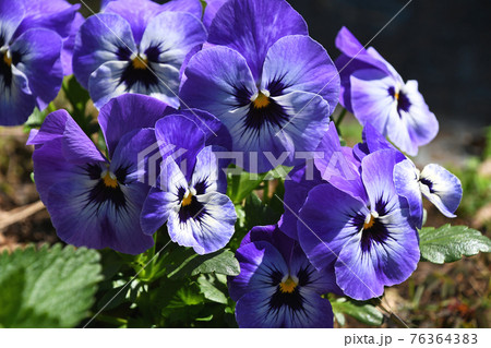 パンジー パンジー 76364383