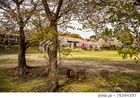 阿蘇高森から見える根子岳と咲く桜が美しい 76364397