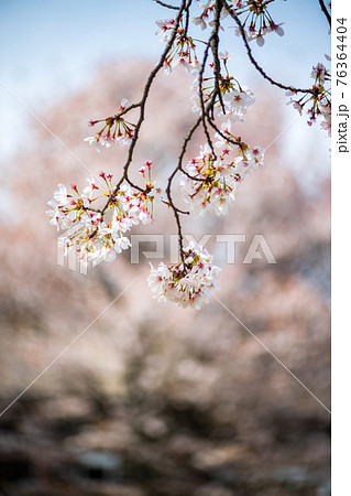 阿蘇高森から見える根子岳と咲く桜が美しい 76364404