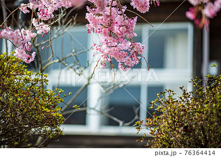 阿蘇高森から見える根子岳と咲く桜が美しい 76364414