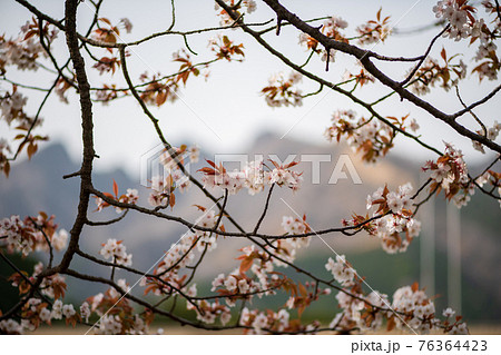 阿蘇高森から見える根子岳と咲く桜が美しい 76364423