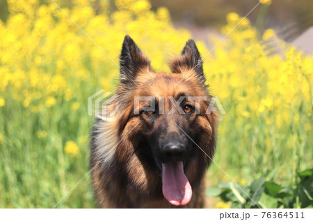 笑顔のシェパードのアップ　菜の花畑　春 76364511