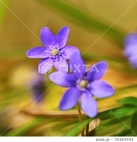 Spring flower. Beautiful purple plant in the forest. Colorful natural background. (Hepatica nobilis) Spring flower. Beautiful purple plant in the forest. Colorful natural background. (Hepatica nobilis) 76364593