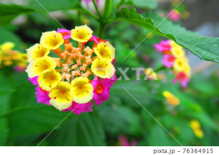 ランタナの花のある風景 ランタナの花のある風景 76364915