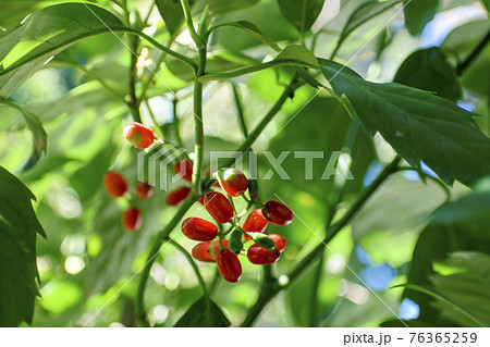 アオキの実 アオキの実 76365259