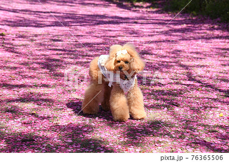 トイプードルと桜の花びら トイプードルと桜の花びら 76365506