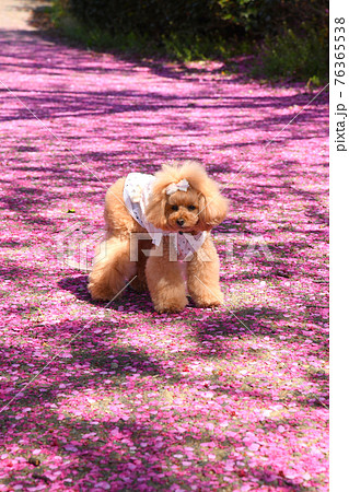 トイプードルと桜の花びら トイプードルと桜の花びら 76365538