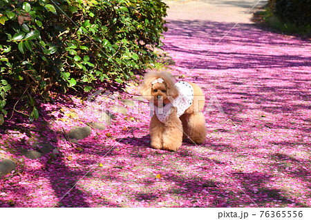 トイプードルと桜の花びら 76365556